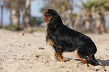 KING CHARLES SPANIEL 014